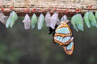 Life Coaching Cocoons into Butterflies