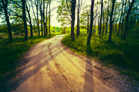 Hypnosis Green Forest Road