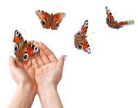 Life Coaching Butterflies