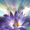 Grief Recovery Lotus Light
