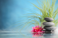 Stress Management and Relaxation Water Lily