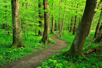 Mindfullness Peaceful Tress